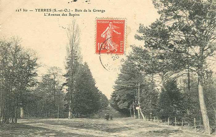 Avenue des Sapins