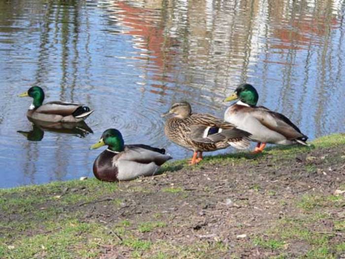 Canards Yerres