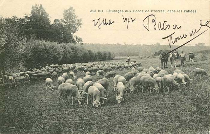 Paturages bords de l'Yerres